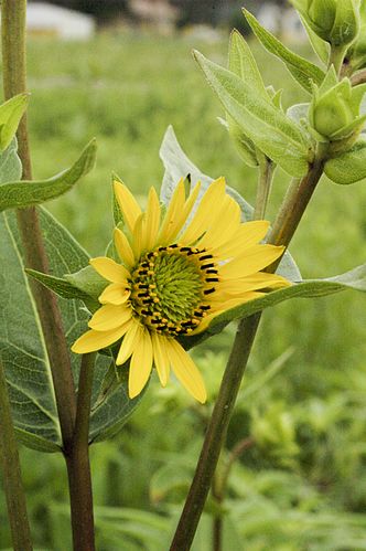 Silphium integrifolium